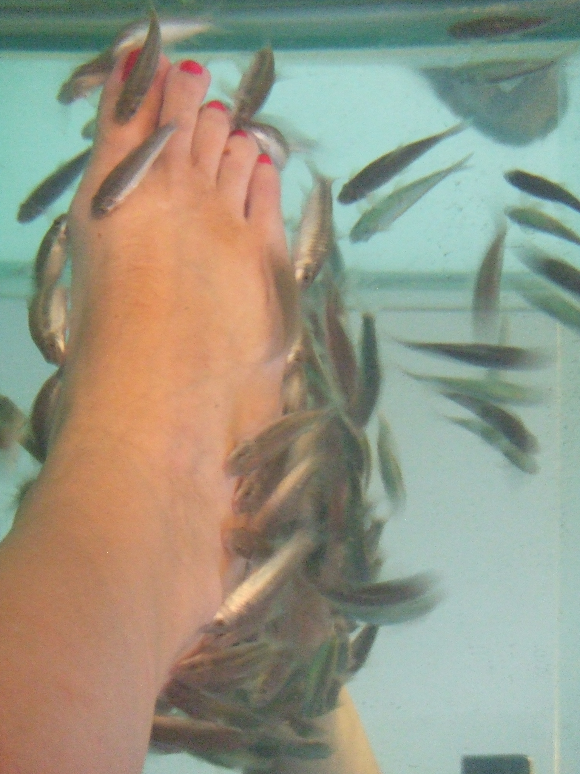 Fish Spa Stock Photo - Download Image Now - 2015, Adult, Adults Only -  iStock